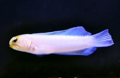 Yellow Head Pearly Jawfish