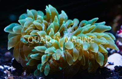 Green Bulb Sea Anemone