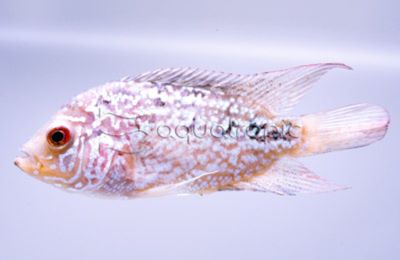 Kamfa Flowerhorn Cichlid