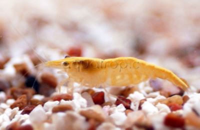 Gold Back Yellow Shrimp