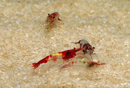 Asst. Rili Dwarf Red Shrimp