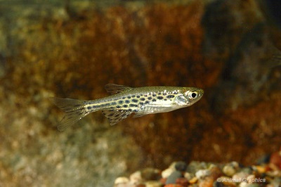 Tinwini Danio