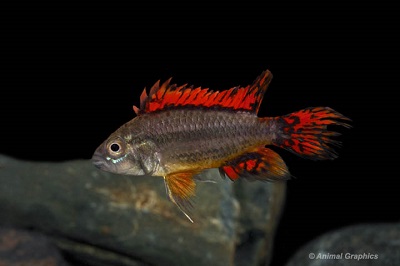 A. Cacatuoides Mega Red Cichlid