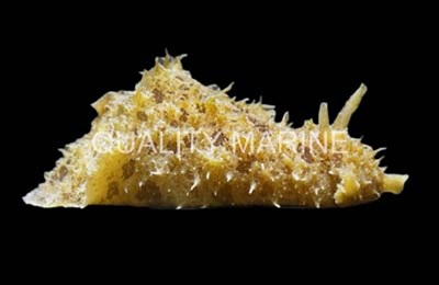 Dollabella Sea Hare