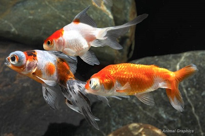 Assorted Fancy Goldfish