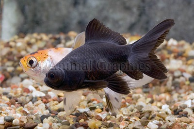 Black Moor Goldfish 4"-5" - M