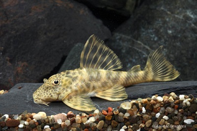 Bumblebee Pleco  Cat L015