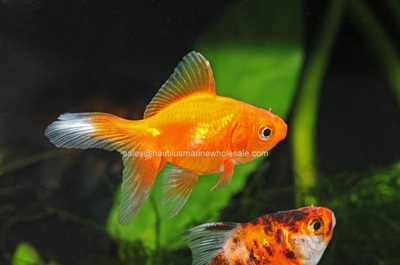 Fantail Goldfish 2-3"