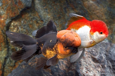 Oranda Goldfish - Lrg