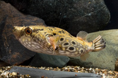 Dragon Puffer