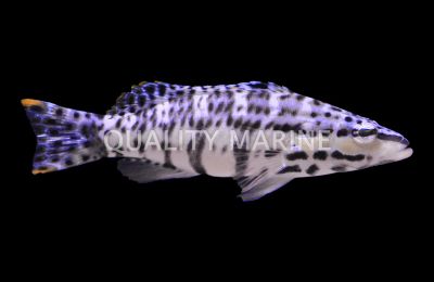 Lantern Basslet
