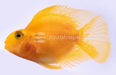 Yellow Parrot Cichlid
