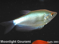 Moonlight Gouramis