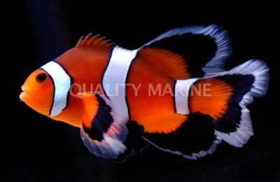 Fancy Ocellaris Clownfish