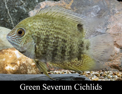 Green Severum Cichlid , Med