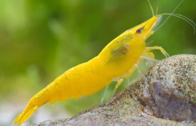 Yellow  Shrimp