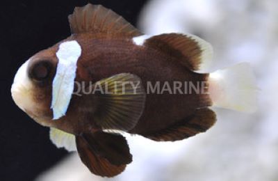 McCulloch's Clownfish