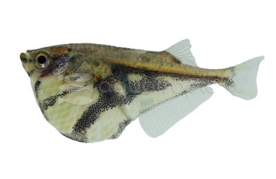 Marble Hatchet Fish