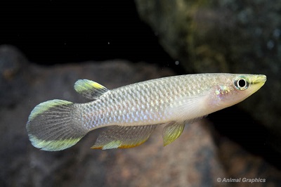 Blue Panchax Killifish