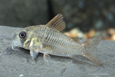 Corydoras Concolor Catfish