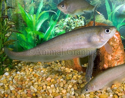 African Knifefish