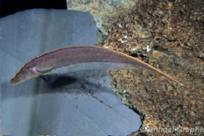 Brown Ghost Knifefish