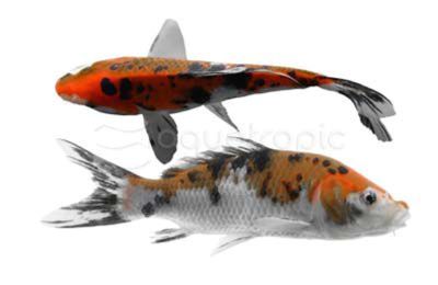 Koi  Medium 4"