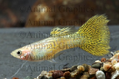 Gold Cobra Guppy