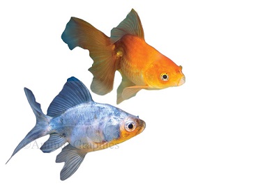 American Fantail Goldfish