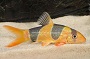 Clown Loach - Large