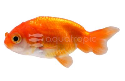 Ranchu Oranda Goldfish