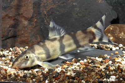 Emperor Loach