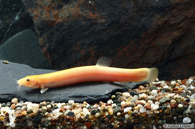Gold Dojo Weather Loach Lrg