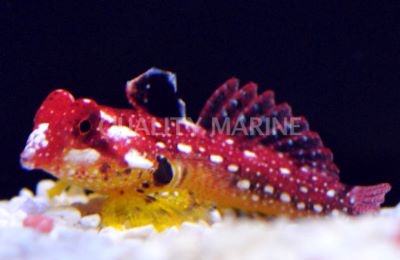 Ruby Red Dragonet
