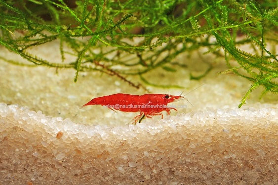 Bloody Mary Shrimp
