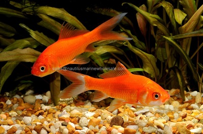 Pond Goldfish Asst. 3"