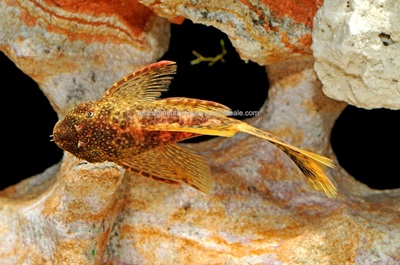 Longfin Bristlenose Pleco