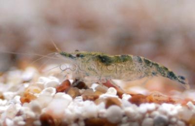 Green Jade Shrimp