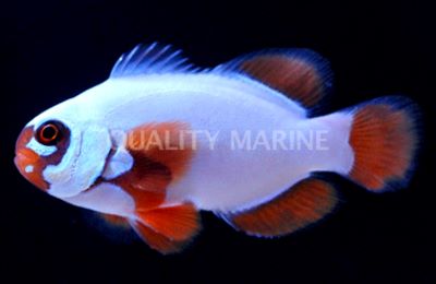 Gold Nugget Maroon Clownfish