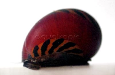 Red Racer Nerite Snail