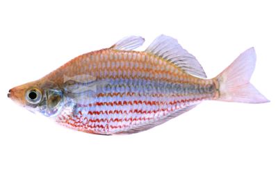 Dorityi Rainbowfish