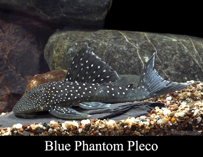 Blue Phantom Plecostomus L-128