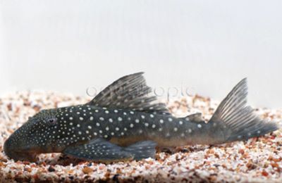 Blue Phantom Pleco Lrg L-128