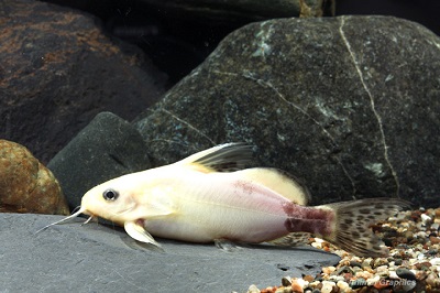 Nigrita Synodontis Catfish Gold