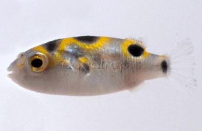 Figure Eight Puffer