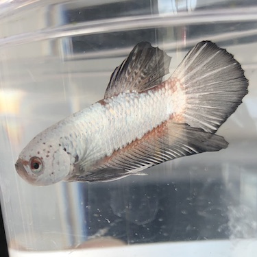 Roundtail Hellboy Male Betta