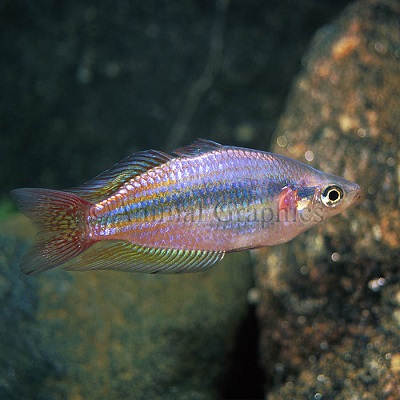 Australian Splendida Rainbowfish