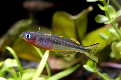 Furcatus Rainbowfish