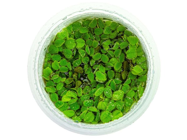 Salvinia Minima Plant in cup