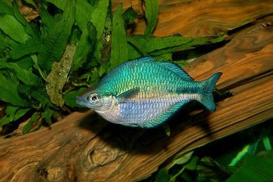 Turquoise Rainbowfish